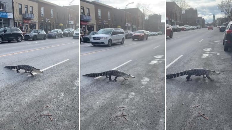 Alligator Crosses the Streets of Montreal
