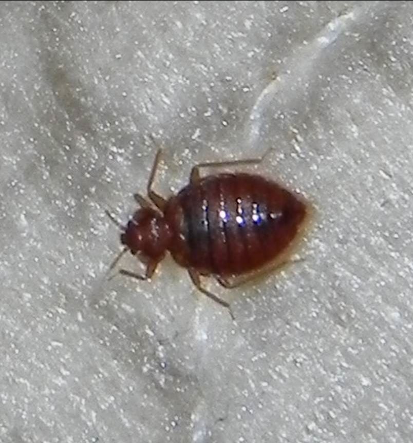 Ten Misconceptions about Bed Bugs ስለ ትዃን(ቤድ ባግስ) የተሳሳቱ ግንዛቤዎች